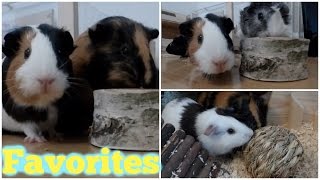 Guinea Pig Favorites JanFeb 2015 [upl. by Nayd]