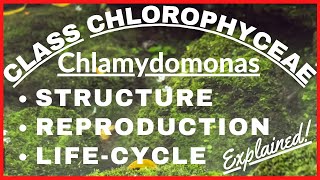 Chlorophyta Green Algae Chlamydomonas  Reproduction LifeCycle of Chlamydomonas Plant Kingdom Notes [upl. by Enitsirk]