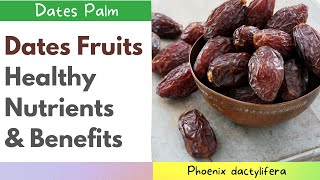 ◼ Dates Fruits Phoenix dactylifera Healthy Nutrients and Benefits  Incredible Benefits of Dates👈 [upl. by Carolina761]