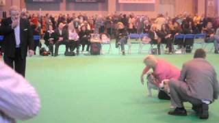 Crufts 2010 Bulldog Best of Breed [upl. by Vachill]