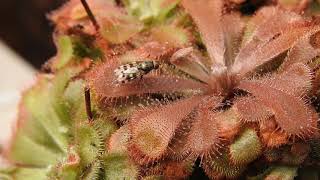 Drosera Aliciae [upl. by Fu]