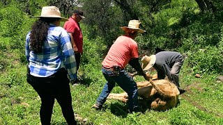 UNA VACA perdida en LA SIERRA es rescatada [upl. by Conrado426]