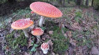 Fly agaric mušnica pt1 [upl. by Soisinoid]