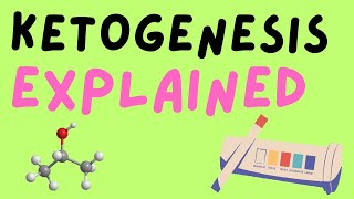 Ketogenesis Process Enzymes Rate limiting step [upl. by Petr]