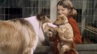 Lassie  Episode 393  quotLittle Dog Lostquot  Season 12 Ep8  10311965 [upl. by Tedi263]