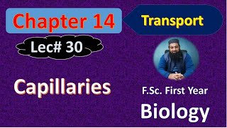 Capillaries I Chapter 14 Biology I FSc First Year Lec  30 [upl. by Shandee315]