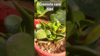 crassula plantlucky plant caring tipsgardening shortsviral video ytshortslikesubscribe [upl. by Maud]