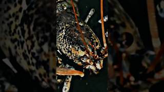 American lobster vs mantis shrimp [upl. by Ventura]