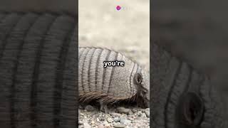 Amazing Armadillo Facts You Didnt Know [upl. by Tisha]