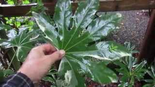 Growing Fatsia japonica [upl. by Theodor859]