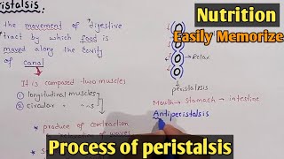 Process Of Peristalsis  Swallowing  Class 11 Biology [upl. by Enovi]