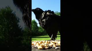 Grackle scares off a starling and talks to their friend [upl. by Malcah]