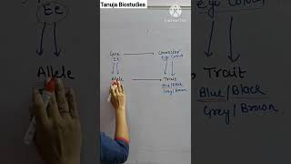 Difference between Gene Character Allele and Trait  Genetics  tanujabiostudies  shorts [upl. by Yerga]