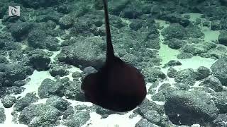 Rare gulper eel wows scientists [upl. by Thomson]