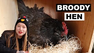 How and Why to Break a BROODY HEN [upl. by Annahsohs]