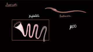 Excretory organs in animals  Excretory products and their elimination  Biology  Khan Academy [upl. by Reeve]