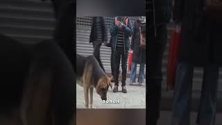 Dieser Hund hat seinen Platz wochenlang nicht verlassen ❤️ [upl. by Eeryk708]