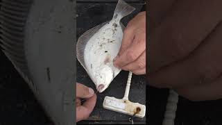 How to unhook a flounder fishing catchandrelease fishingtutorial [upl. by Clayton]