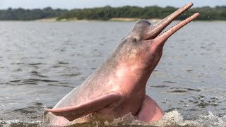 River Dolphins Речные Дельфины [upl. by Dal]