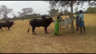 காங்கயம் காளைKangayam bull mating [upl. by Atikal137]