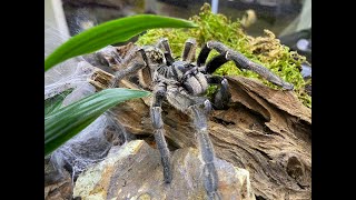 Ceratogyrus marshalli The Great Horned Baboon rehousing [upl. by Riggall711]