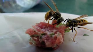 Descubren “abejas buitre” que pueden producir miel a partir de la carne [upl. by Arat]