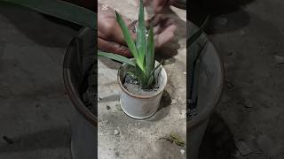 how to repot agave plantgarden indoorplants [upl. by Abbotsun]