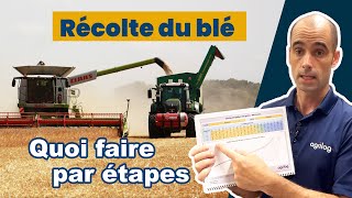 Céréale  La récolte du blé quoi faire par étapes [upl. by Einavoj486]