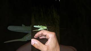 Large Green Sabel Grasshopper Tettigonia viridissima insects grasshopper nature netherlands [upl. by Aidualc]