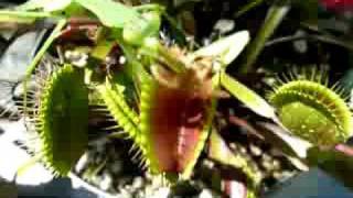 Praying mantis quotrescuesquot bee from Venus Fly Trap [upl. by Eciened934]