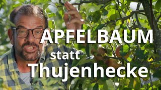 APFELhecke statt THUJEN – So kombinierst du Sichtschutz mit Genuss [upl. by Aronson104]