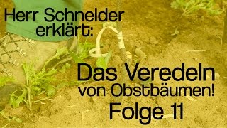 Herr Schneider erklärt Das Veredeln von Obstbäumen  Folge 11 [upl. by Navoj]