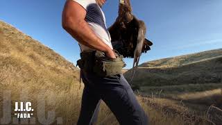 Golden Eagle quotFadaquot Falconry Roe Deer GoPro on board 2160p [upl. by Paulsen511]