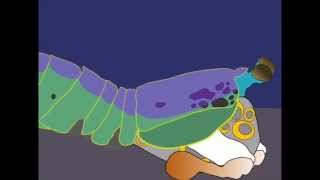 Mantis Shrimp VS Pistol Shrimp [upl. by Mendie]