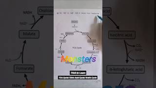 Trick to Learn TCA Cycle in 30 Sec for NEET 2025 😎🔥 shorts viral neet [upl. by Aivitnahs]