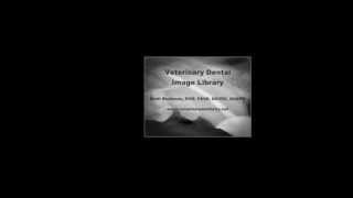 Veterinary Dental Image Library [upl. by Ethelstan]