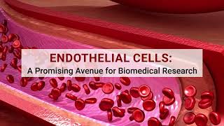 Endothelial Cells A Promising Avenue for Biomedical Research [upl. by Ardin]