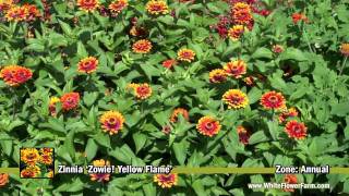 Zinnia Zowie Yellow Flame [upl. by Trillbee22]