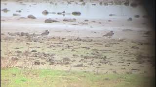 Semipalmated Sandpiper Frampton Marsh 121023 [upl. by Sugar]