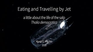 Eating and travelling by jet  a little about the life of the salp Thalia democratica [upl. by Riane451]