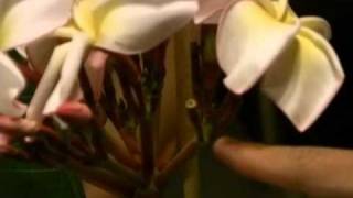 Plumeria Pollination Demo [upl. by Blancha691]