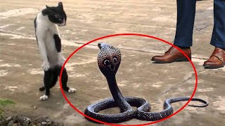 A street cat saved a store owner from a snake and in gratitude got [upl. by Sikes567]