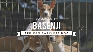 ALL ABOUT BASENJI THE AFRICAN BARKLESS DOG [upl. by Jon]