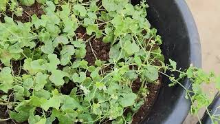 కాసరకాయలు ఎలా పెంచాలి How to grow Kasarakayalu Momordica cymbalaria in Terrace Garden [upl. by Eahcim912]