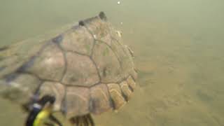 Release of male Alabama map turtle in Cahaba River [upl. by Carnes]