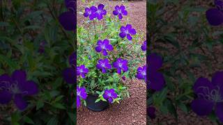 Melastoma plant തണ്ടു മുറിച്ചു തൈകൾ Kerala garden ideas youtubeshorts trendingshorts  shorts [upl. by Dripps]