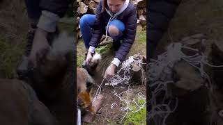 Man Frees Fox Trapped For Four Hours  The Dodo [upl. by Lanevuj]