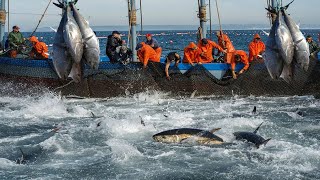 Havest Giant Bluefin tuna Tuna Fishing Nets  Catch Hundred Tons Tuna Fish On Modern Boats [upl. by Asirral]