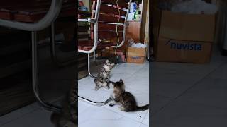 babies are Playing cat Rajshahi catplaytime catlover funnymoments Mew Mew Shop Bd [upl. by Eussoj]