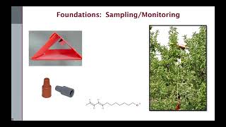 New Products and Approaches for Codling Moth Management [upl. by Assenav]